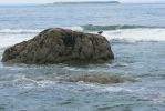 PICTURES/Beach 4 - Tidal Pools/t_Black Oystercatcher on rock.JPG
